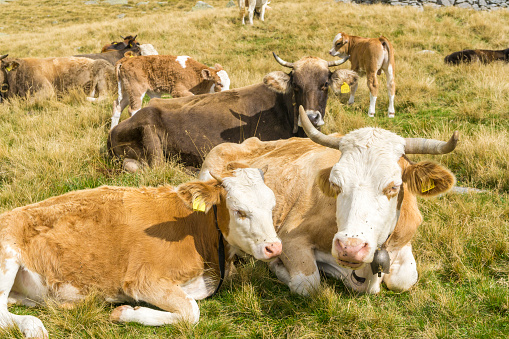 Valtellina Orobie Alps, cows in alpine pasture resting.