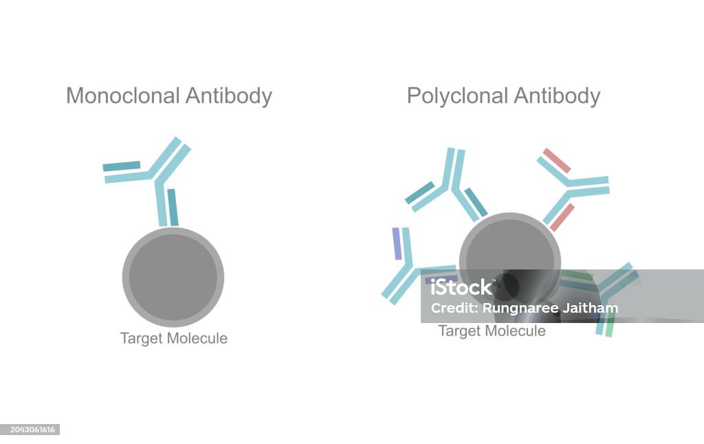 Polyclonal Pattern The Comparison Picture Of Specific Binding Site On Target Molecule Or ...