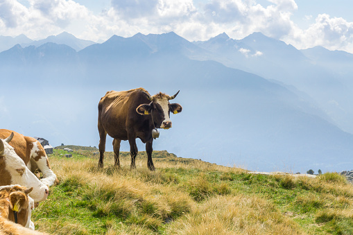 Valtellina Orobie Park, cows grazing in the Madre valley