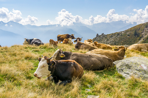 Valtellina Orobie Park, cows on pasture in the Madre valley to rest