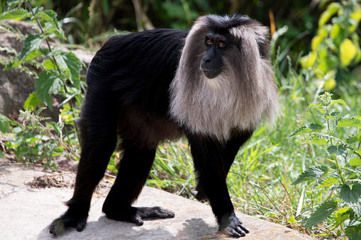 The Lion-Tailed Macaque (Macaca silenus), also known as the Wanderoo.