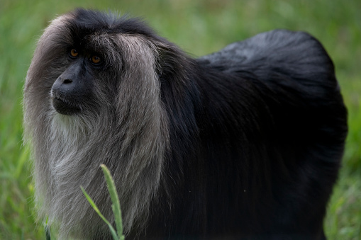 The Lion-Tailed Macaque (Macaca silenus), also known as the Wanderoo.