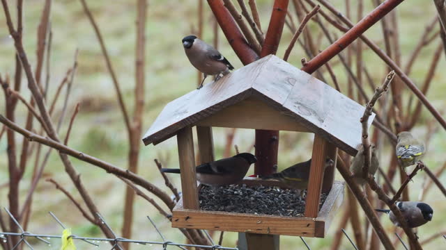 Small Birds Bullfinch, Greenfinch, Great Tit and Sparrow Eating From Feeder in Cold Weather. Caring and Help For Birds in Winter. Hungry Bullfinch Birds Eat Food From Hanging Feeder on Winter Day.
