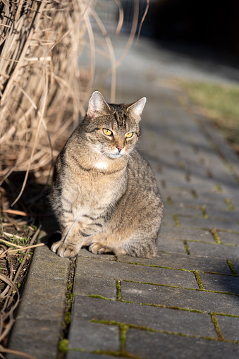 Beautiful gray striped kitten sitting on the concrete