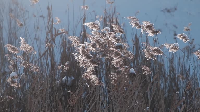 Dry marsh grass sways in the wind under the snow in winter. Beautiful natural background