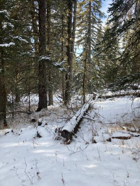 istock A snowy forest floor surrounded by trees on a winter day with fallen trees 2043082615