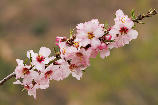 Almond tree branch full of flowers and buds, Alcoy, Spain