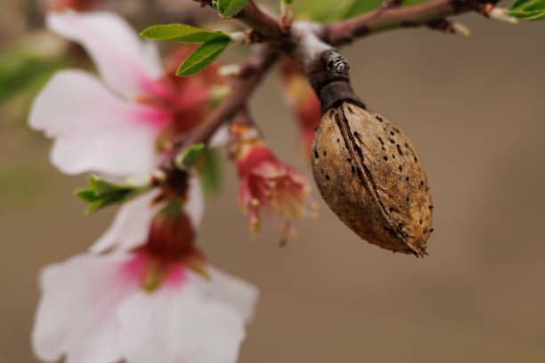 Old almond with bokeh of almond flowers from the new growing season Old almond with bokeh of almond flowers from the new growing season, Alcoy, Spain bud candy stock pictures, royalty-free photos & images