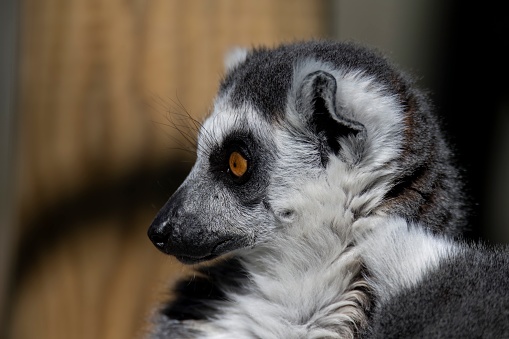 The Ring-Tailed Lemur (Lemur catta), like all lemurs, is found exclusively in Madagascar.