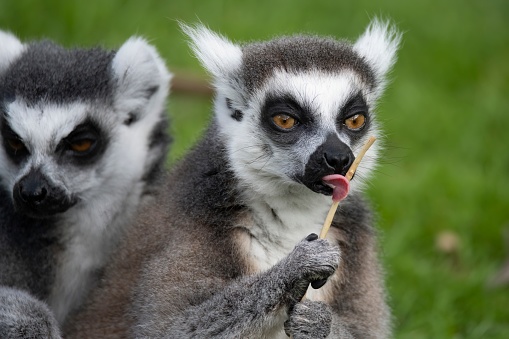 The Ring-Tailed Lemur (Lemur catta), like all lemurs, is found exclusively in Madagascar.