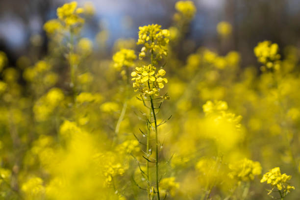 istock Close-up of rapeseeds 2043104958