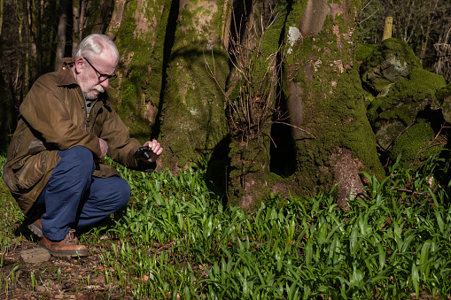 Retired man using a point and shoot camera to photograph wild garlic in an area of woodland in Scotland