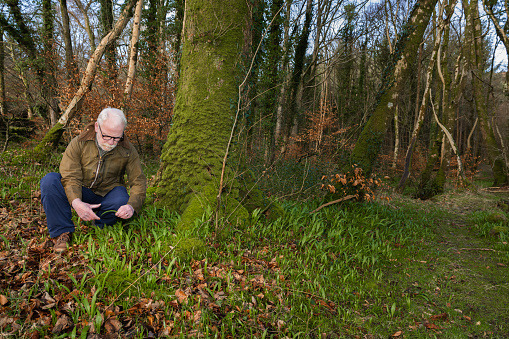Mature man foraging wild garlic leaves in an area of woodland in Scotland