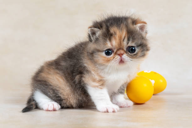 istock Felidae cat with whiskers sitting by Easter eggs on table. breed exotic cat, exotic shorthair, Persian 2043116309