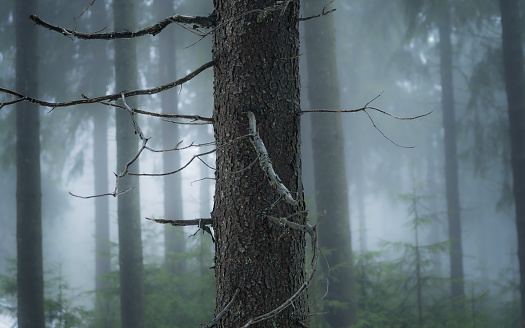 A closeup of a bare tree in a misty forest in Vogelsberg, Germany