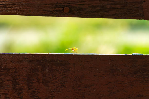Small red ant foraging and looking at camera on wood in the forest