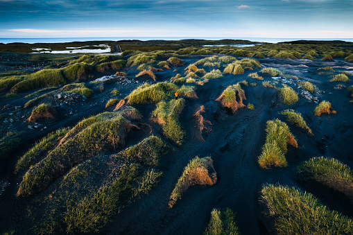 Beautiful Icelandic landscape of clump of grass on black sand beach in Vestrahorn on Stokksnes peninsula at Iceland