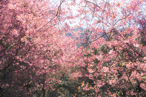 Beautiful pink wild himalayan cherry tree blooming in the garden on springtime at Phu Lom Lo, Phu Hin Rong Kla national park, Thailand