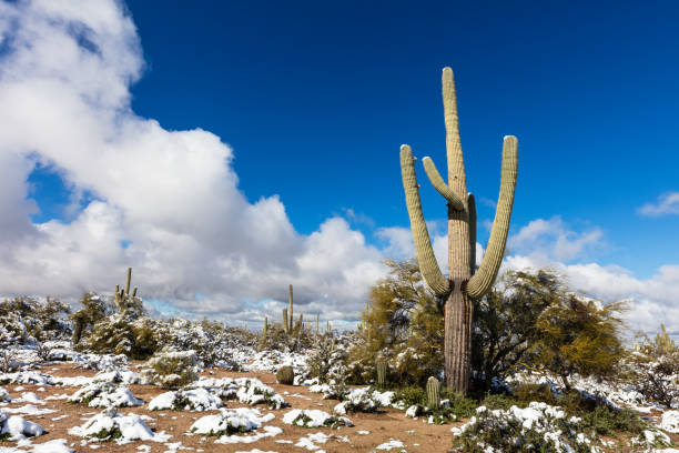 istock Saguaro cactus with snow in the desert 2043142170