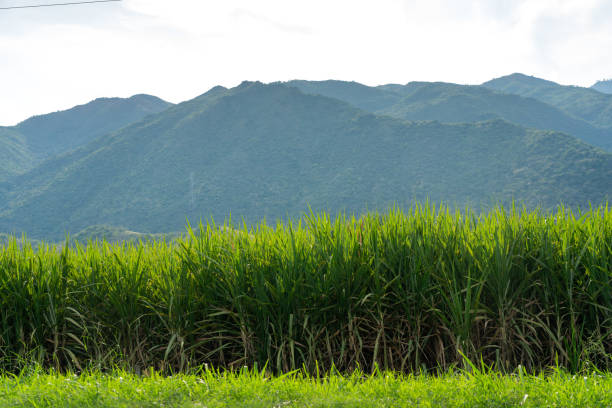 Field of sugar cane crops at sunset in the department of Valle del Cauca, Colombia.