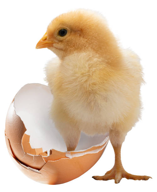 istock Young yellow chicken chick with one foot in a broken egg 2043160247