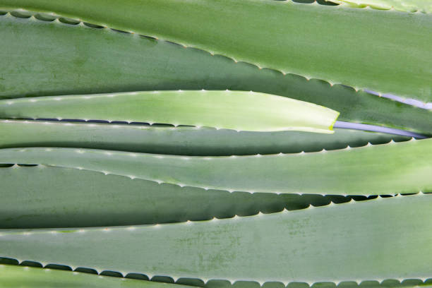 texture of green leaf aloe vera, top view