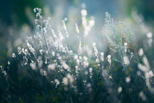istock Wild green grass in a forest at sunset. Macro image. Beautiful summer nature background 2043178584