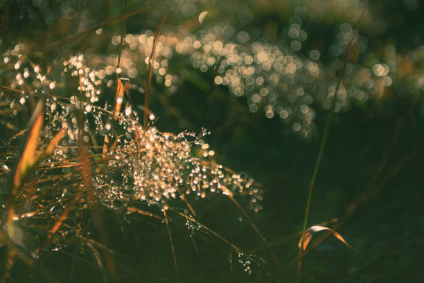 Wild grass with morning dew in a summer forest. Macro image, shallow depth of field. Abstract summer nature background