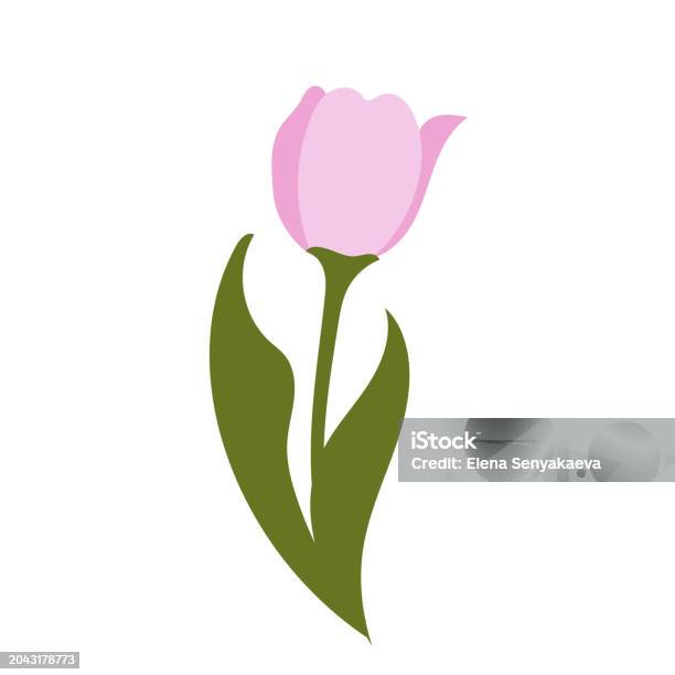 Simple Tulpi Vector Tulip Vector Flowers Illustrationfirst Spring Flowers Simple ...