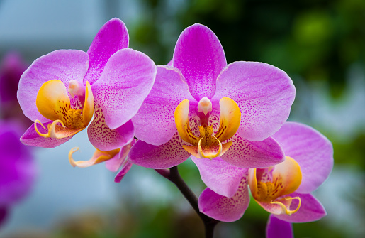 Close up of  a trio of of  beautiful purple moth orchids in a Cape Cod greenhouse.