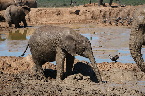 baby elephant feeling the muddy ground with its trunk and smiling, next to birds also enjoying the waterhole