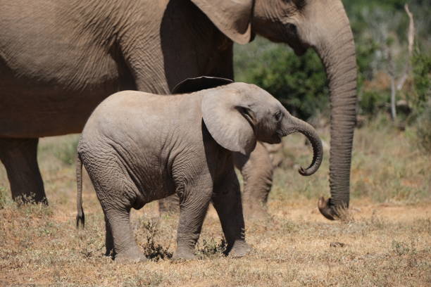 istock Baby Elephant swinging its trunk around 2043196952