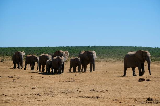 istock Elephant family on a walk 2043197485