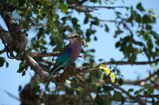 Lilac-breasted roller bird sitting on a branch of a tree with lots of leaves with its head turned
