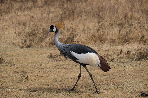 grey crowned crane walking in the brown grass