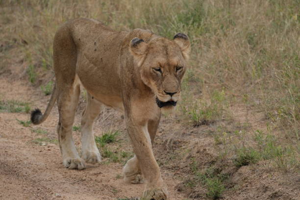 istock Tired lioness close up 2043203778