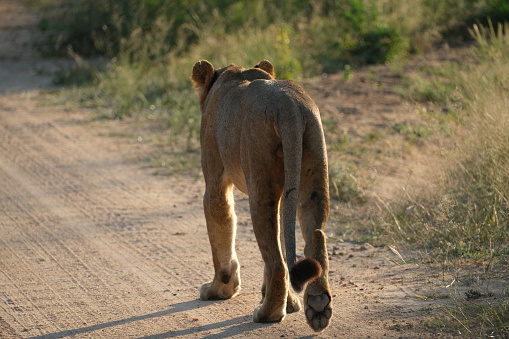 Lion walking away from the camera on dirt road next to grass
