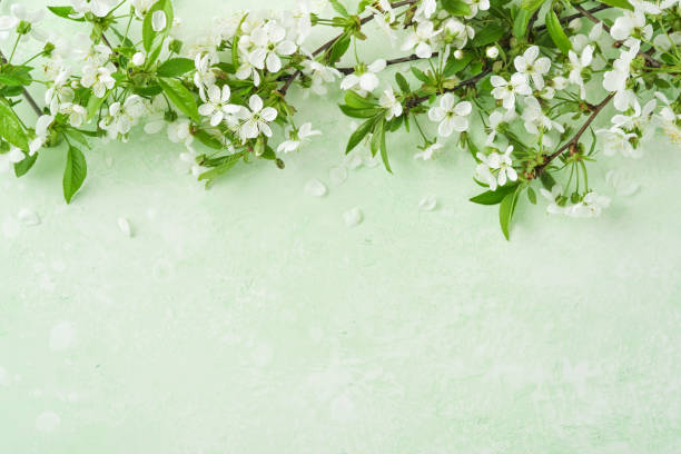 istock Spring Easter background. Passover blooming white apple or cherry blossom on green background. Happy Passover background. World environment day. Easter, Birthday, womens day holiday. Top view Mock up. 2043205872