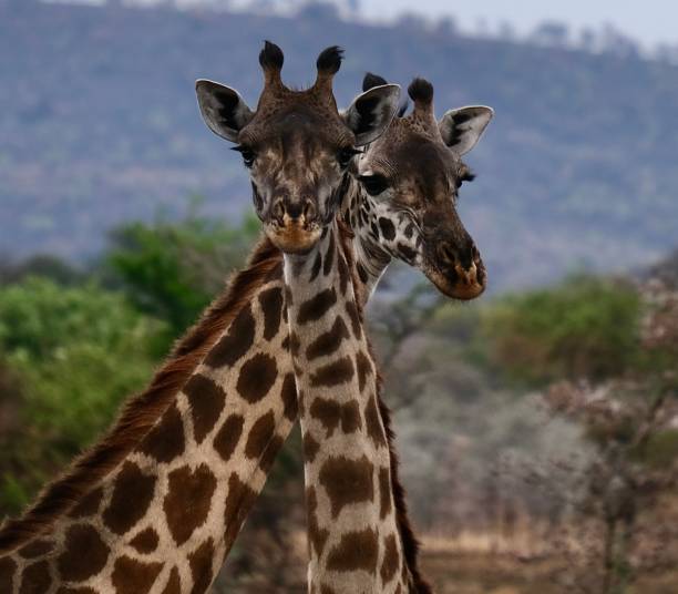 two giraffes in symmetry, one sticking its head out behind the other one, close up of their heads