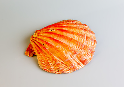 Close-up of an ocean shell of a sea scallop or Pectinidae on a white background