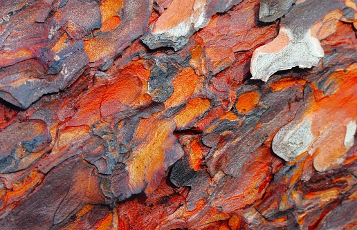 The Photo was taken in the forest after the rain.  Wet bark gives wonderful colors.