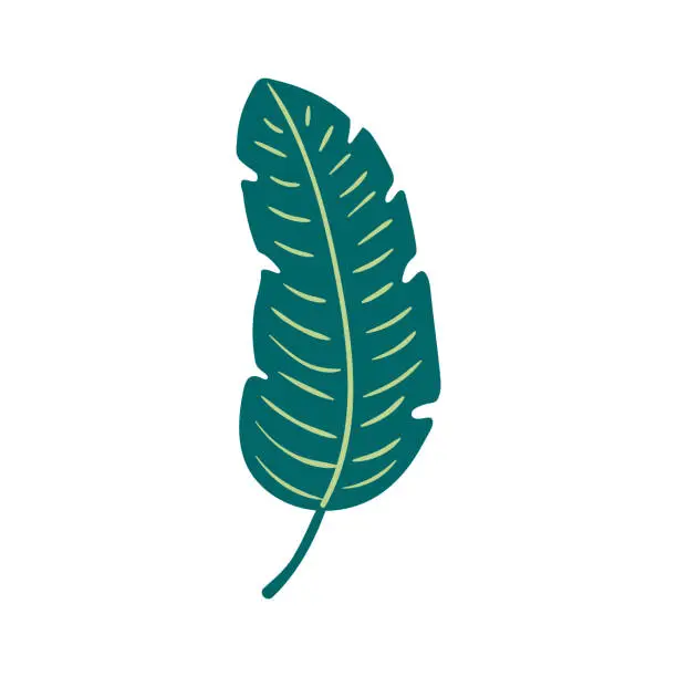 Vector illustration of Tropical plant spathiphyllum leaf illustration