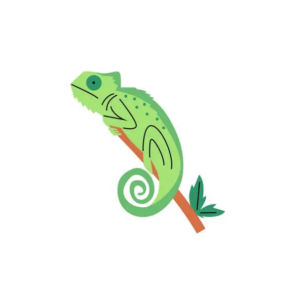 Vector illustration of Green chameleon branch vector illustration