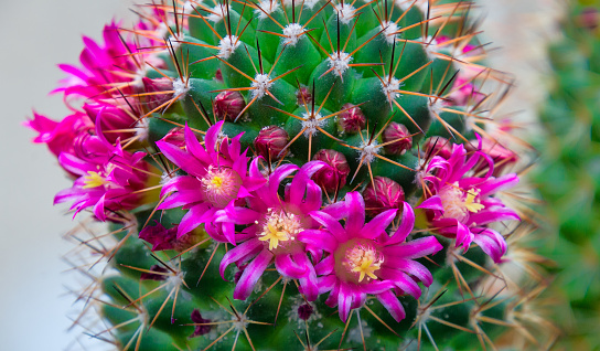 Close up of clusters of pink springtime flowers blooming on a  mammillaria  cactus.