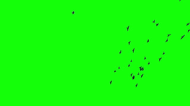 Flock of Birds on Green Screen