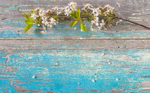 twig of cherry blossom on a old blue wooden background; copy space