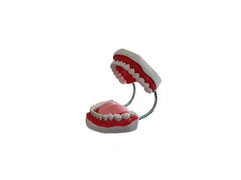 human jaw model with teeth cut off on white background