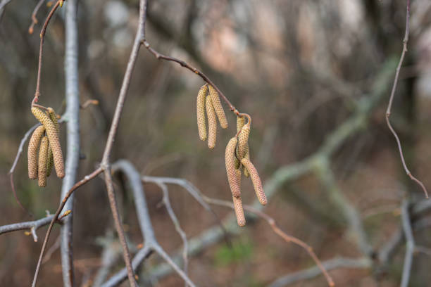 Close-up of yellow flowering hazelnut catkins on blurred background . Selective focus on single catkins.