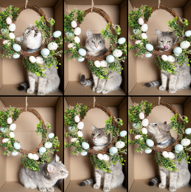 collage of cat in cardboard box. Cat looking through hanging Easter wreath