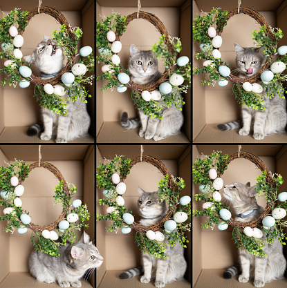 collage of cat in cardboard box. Cat looking through hanging Easter wreath